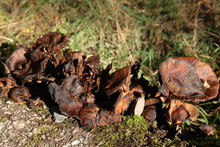 A Row Of Dead, Decaying Woody-looking Mushrooms In The Woods