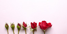 Red Rose Isolated On White Background