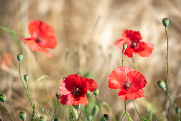 Canvas Print - Coquelicot dans un champs de céréales