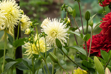 Wall Mural - Group of chrysanthemum on garden