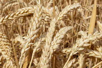 field with ears of grain wheat close up growing, agriculture farming rural economy agronomy concept