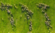 Aerial view at the sheeps herd. Landscape with animals from drone. View from air at the farmland. Composition with domestic animals. Animal - image