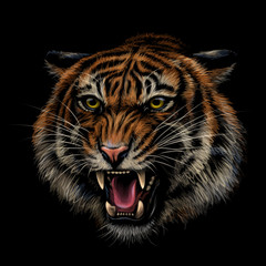 Wall Mural - growling tiger. color, hand-drawn portrait of a growling tiger on a black background.