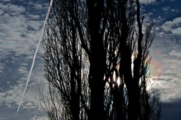 Tree Silhouette, contrail and prism effect