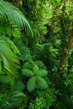 Arborescent Fern, Santa Elena Cloud Forest Nature Reserve, Costa Rica, Central America, America