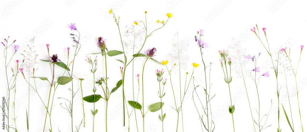Creative flat lay border of wildflowers, isolated on white background, top view. - obrazy, fototapety, plakaty 
