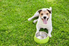 Dog Drinking Water From Doggy Bowl Cooling Down At Hot Summer Day