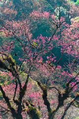 Poster - Colourful young pink leaves and flowers of wild tree in springtime.