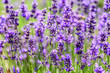 Lavender plant growing in a field in summertime for background.