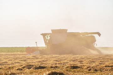 Combine harvester in the wheat field in summer season harvesting the crops in a sunny day