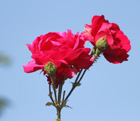 Wall Mural - bouquet of red roses in front of bright blue sky