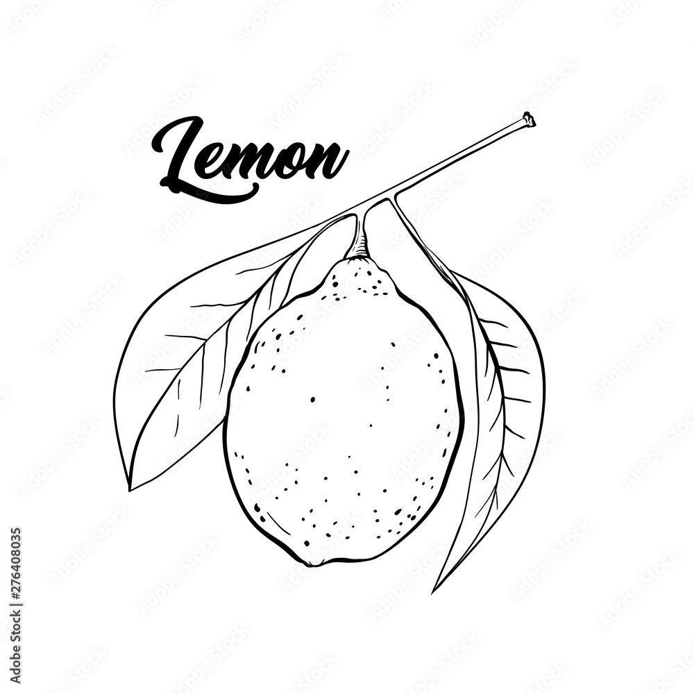 Lemon hand drawn illustration. Fruit ink pen outline sketch. Black and ...