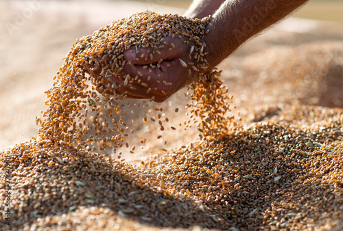 Fotomural Wheat grains in hands at mill storage