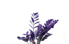Beautiful Purple Leaves Of Flowers On A White Background
