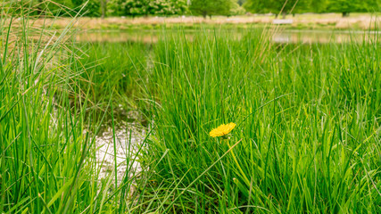 Sticker - Single yellow catsear weed flower next to a pond