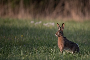 Sticker - Rabbit