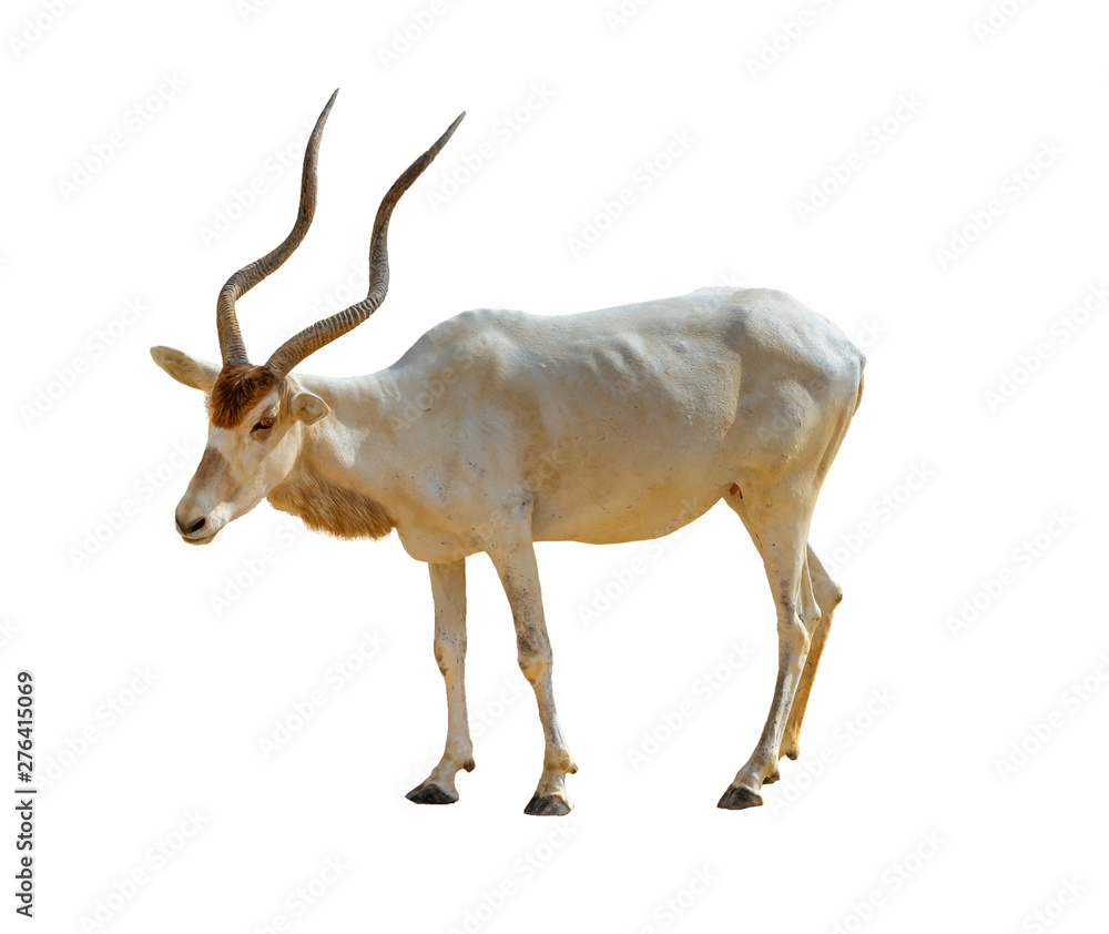 Isolated addax antelope on white background - obrazy, fototapety, plakaty 