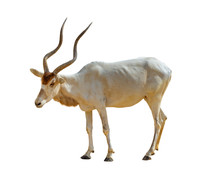 Isolated Addax Antelope On White Background