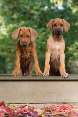 Wall Mural - Rhodesian Ridgeback Welpe