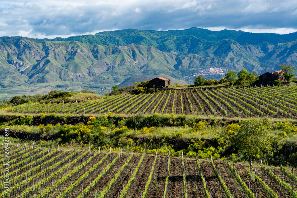 Landscape with green vineyards in Etna volcano region with mineral rich soil on Sicily, Italy - obrazy, fototapety, plakaty 