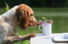 Portrait Of A Russian Hunting Spaniel Dog That Smells Wild Flowers In A Cup In Nature
