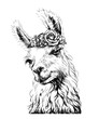 Lama/Alpaca. Sticker on the wall in the form of an outline, hand-drawn artistic portrait of a lama on a white background.