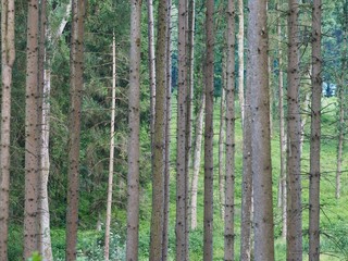  Baumharz - Frischluft und Abkühlung durch Fichtenbäume