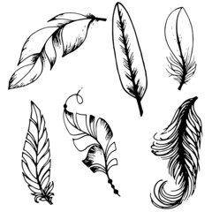  A set of stylized feathers in black