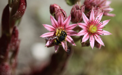 Wall Mural - Anthidium manicatum, commonly called the European wool carder bee