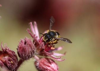 Wall Mural - Anthidium manicatum, commonly called the European wool carder bee