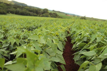 Bean plantation agriculture