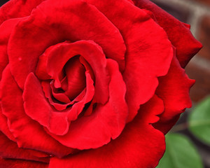 Red Red Rose