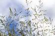 Poa angustifolia, Poa annua, Annual bluegrass, Poa pratensis