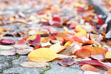 Colorful Autumn Leaves On The Pavement, Autumn Background