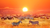 Fototapeta Sawanna - Zebras and antelopes at sunset in african savannah. Serengeti national park. Tanzania. Wild nature of Africa.