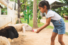 Cute Asian Child Girl Is Feeding A Bottle Of Milk To Little Lamb In The Zoo
