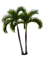 washington palm tree isolated on white background with a high resolution suitable for graphic. with 