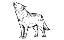 Howling Gray Timber Wolf Illustration. Isolated Hand Drawn Sketch