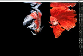 Wall Mural - Beautiful style of betta fish, Siamese fighting fish, betta splendens (Halfmoon betta), isolated on a black background.