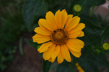 yellow flower