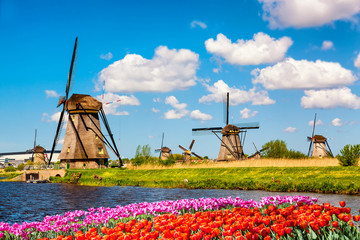 Colorful spring landscape in Netherlands, Europe. Famous windmills in Kinderdijk village with a tulips flowers flowerbed in Holland. Famous tourist attraction in Holland