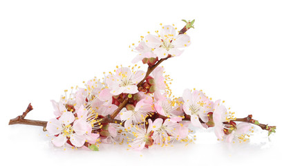 Apricot flowers isolated on white background