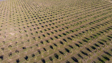 Aerial view at farming fields in Northern Oregon in winter. Rows of apple trees cast shadows from a low sun in a morning