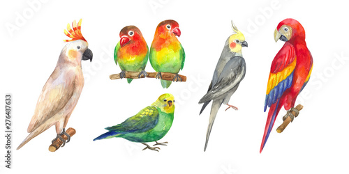 Set Of Hand Drawn Watercolor Exotic Birds Tropical Parrots