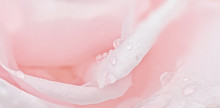 Pink Rose Petals Close-up