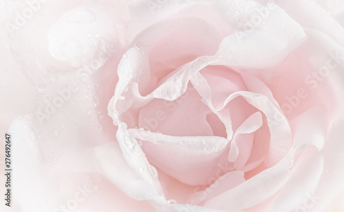 Naklejki róże   zblizenie-rozowe-platki-roz