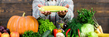 Healthy Lifestyle. Farmer Hold Corncob Or Maize Wooden Background. Farmer Presenting Organic Homegrown Vegetables. Homegrown Organic Harvest Benefits. Grow Organic Crops. Community Gardens And Farms