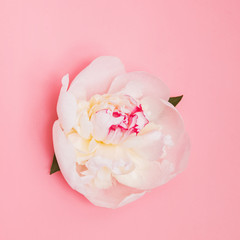 Wall Mural - Beautiful white peony isolated on the pink background