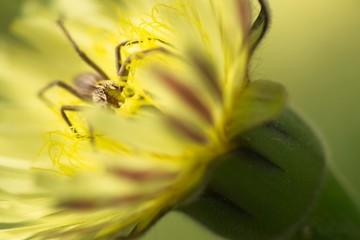 Spider on yellow dandelion flower