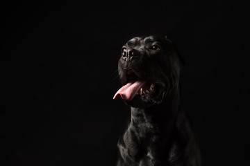 Black cane corso portrait in studio on black background. Black dog on the black background. Dog with open mouth. Copy Space